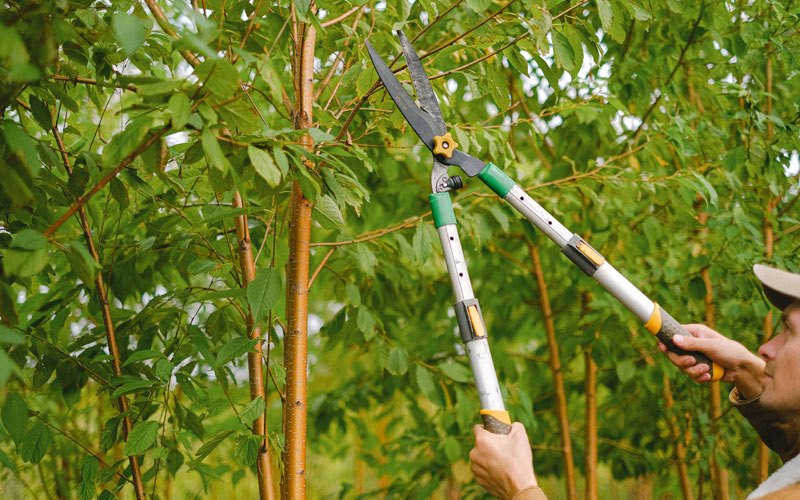Tree trimming in West Bend, IA